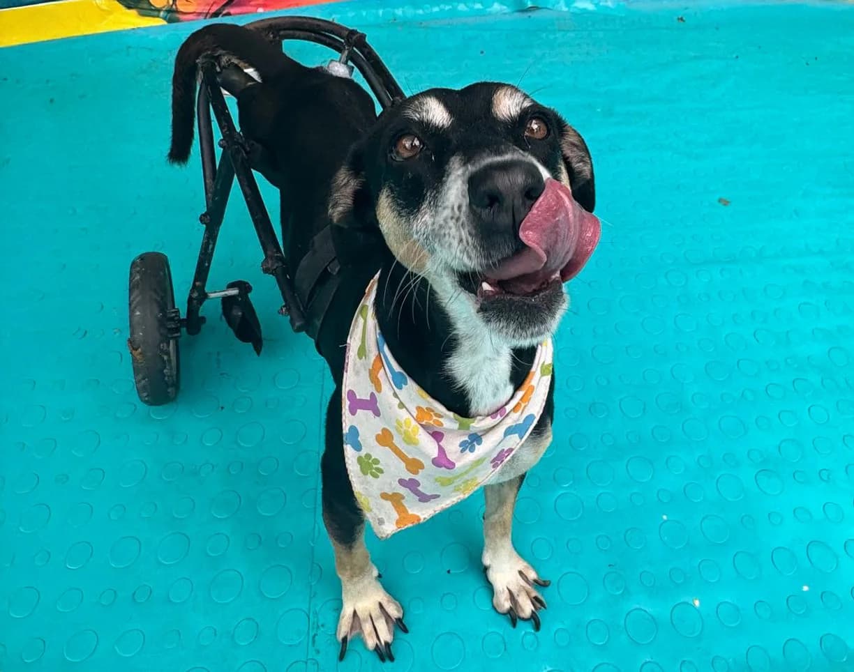 Refugio Huellas de Amor - Pereira